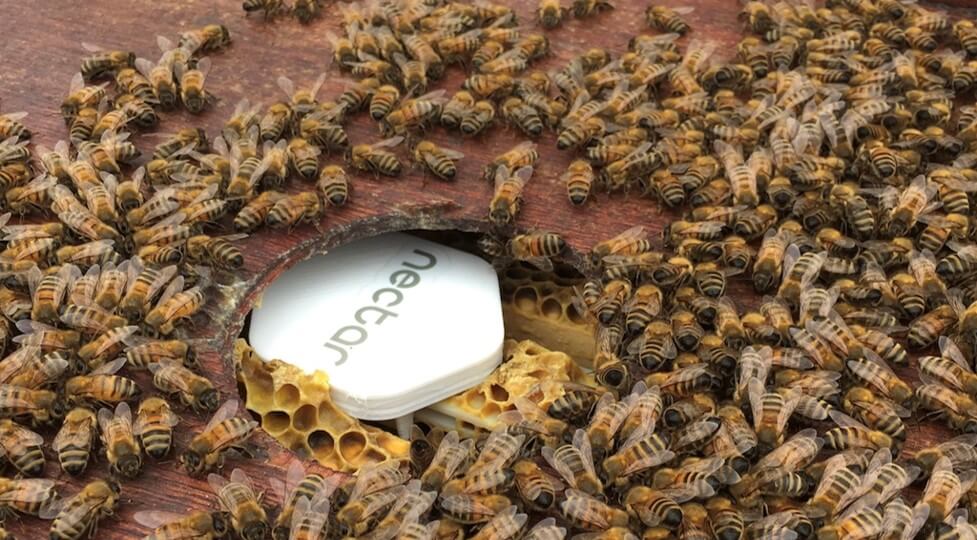 Protecting bees and crops with IoT and AI