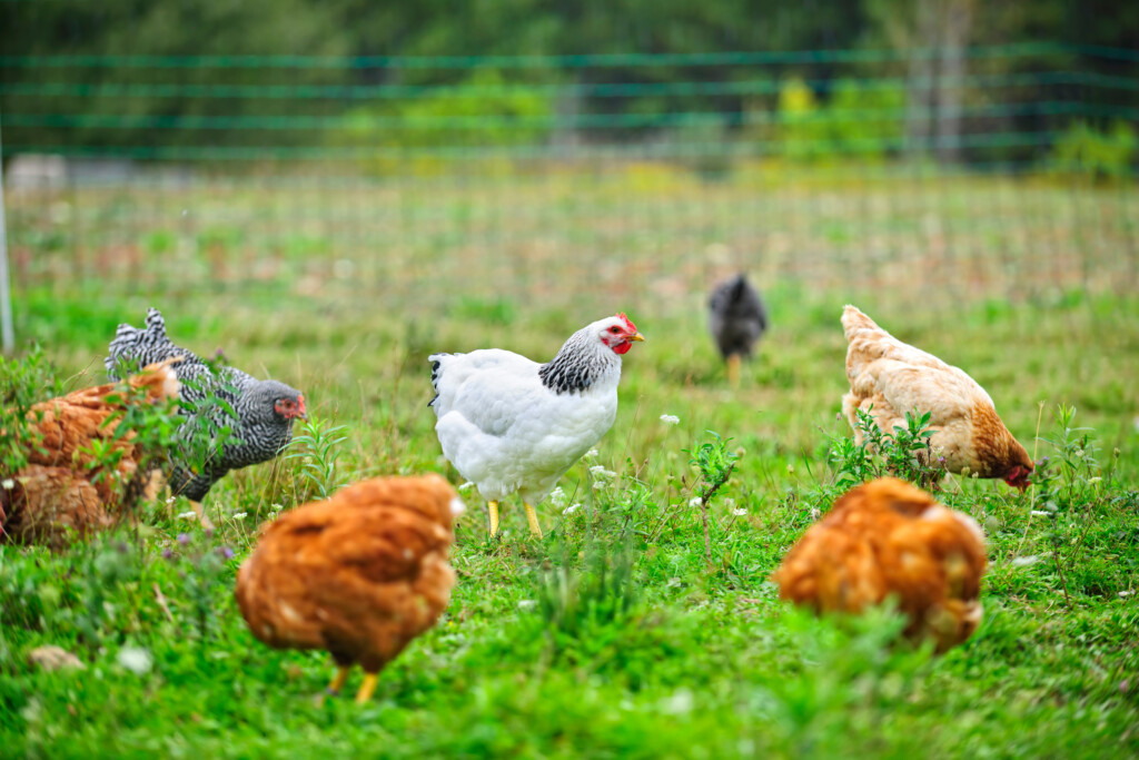 Various free range chickens feeding on grass at organic farm, Image by Adobe Stock