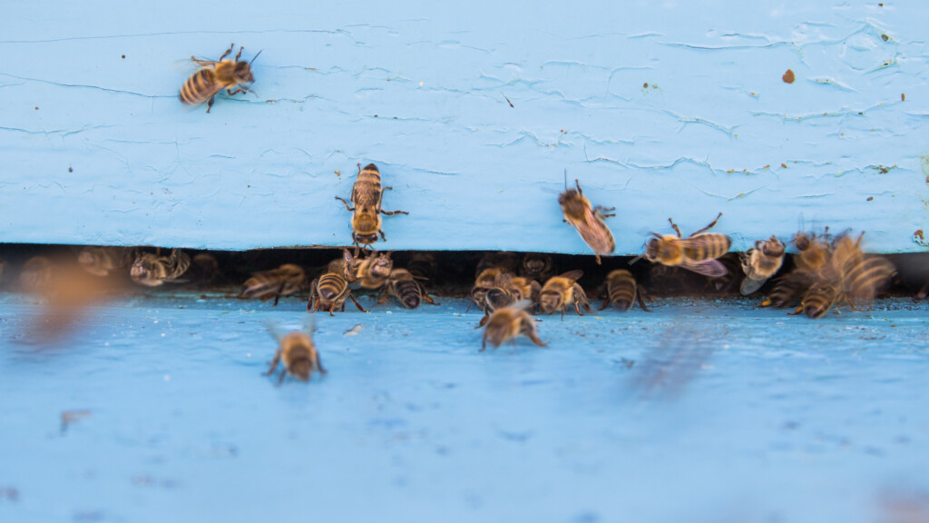 Closeup of bees flying into beehive entrance on summer day, Image by storyblocks
