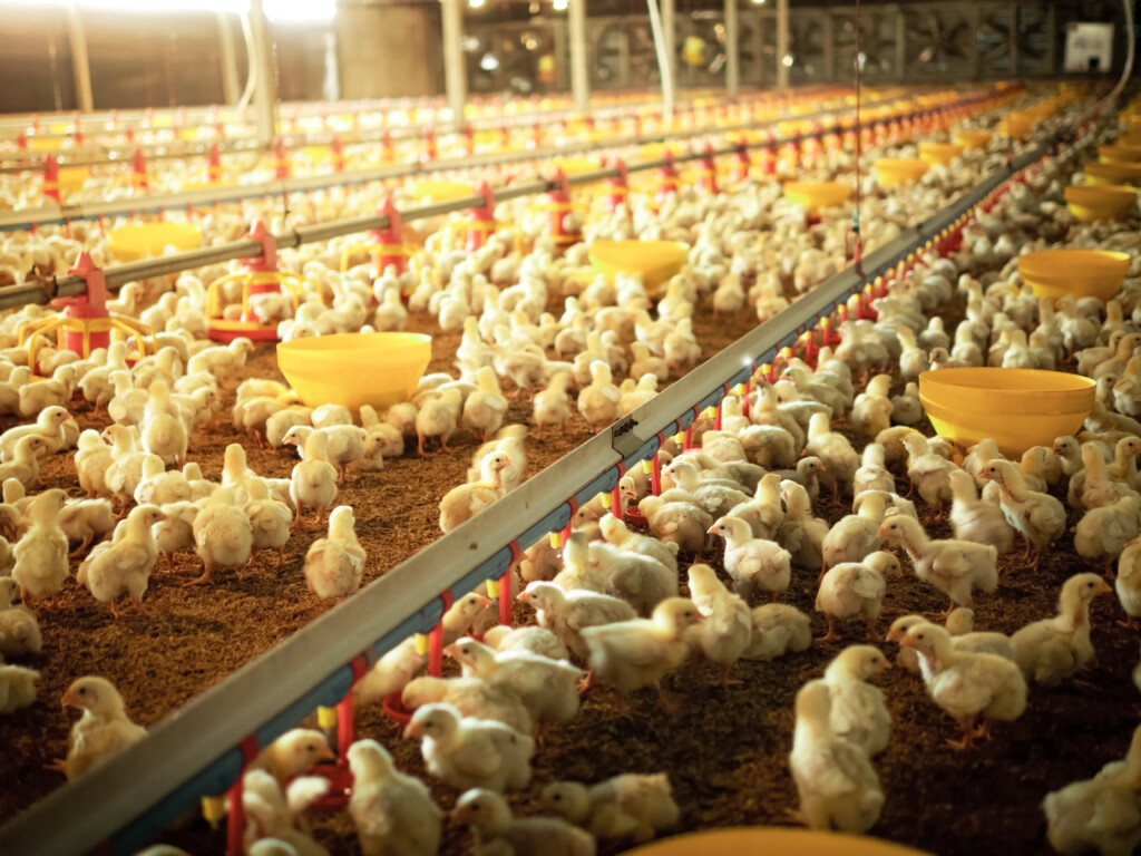 Smart Farm, Chicken pen, image by Adobe Stock