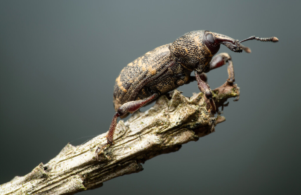 Pine Weevil, Smart devices to track bugs, IoT sensors, Image by Adobe Stock