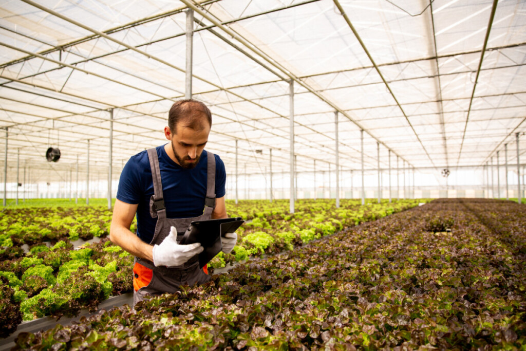 Smart farming, Agriculture, Worker in greenhouse with tablet in hand following something on screen. Fresh salad plantation