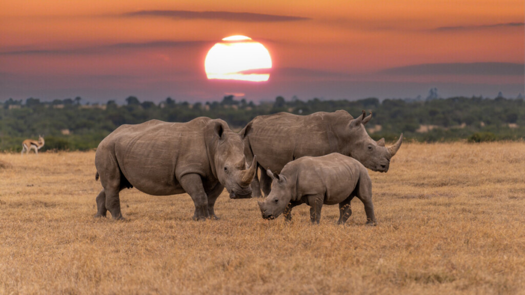 Rhinos, sunset, animal tracking