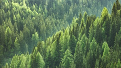 Forest, IoT, Smart Devices, Image by adobe stock