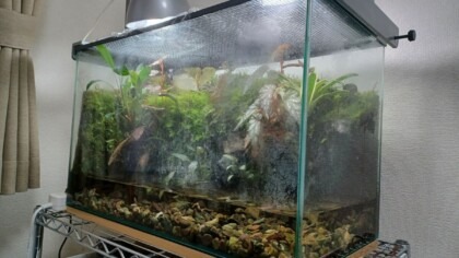 smart aquarium, Amazon Kinesis, Soracom Funnel